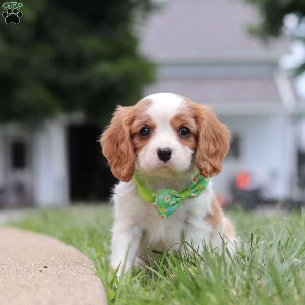 Kobe, Cavalier King Charles Spaniel Puppy